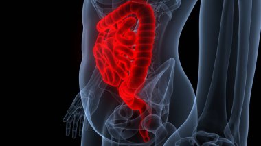 İnsan Sindirim Sistemi Anatomisi. Üç Boyut