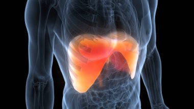 İnsan Diyaframı Anatomisi. 3B illüstrasyon 