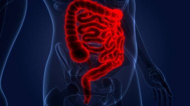 İnsan Sindirim Sistemi Anatomisi. Üç Boyut