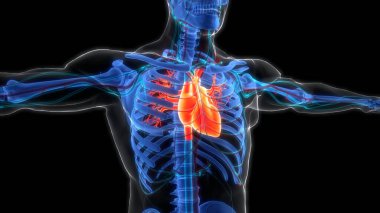 İnsan Dolaşım Sistemi Kalp Anatomisi. Üç Boyut