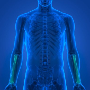 İnsan İskelet Sistemi 'nin 3 boyutlu tasviri Eklem Kemikleri Anatomisi