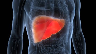 İnsan İç Sindirim Organı Anatomisi. Üç Boyut