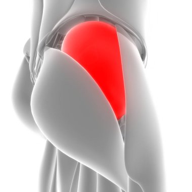 İnsan Kas Sistemi Bacak Kasları Anatomisi. Üç Boyut