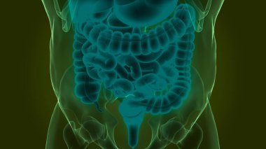 İnsan Sindirim Sistemi Anatomisi. Üç Boyut