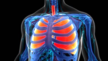 İnsan Solunum Sistemi Akciğerleri Anatomisi. Üç Boyut