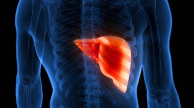 İnsan İç Sindirim Organı Anatomisi. Üç Boyut