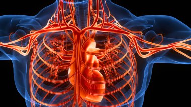 İnsan Dolaşım Sistemi Kalp Anatomisi. Üç Boyut