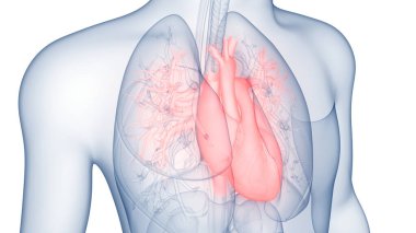 İnsan Dolaşım Sistemi Anatomisi. Üç Boyut