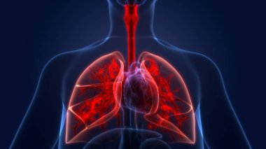 İnsan Solunum Sistemi Akciğerleri Anatomisi. Üç Boyut