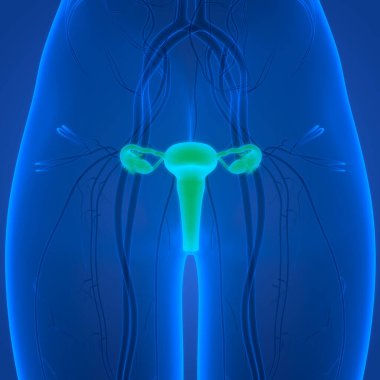 Kadın Üreme Sistemi Anatomisi. Üç Boyut