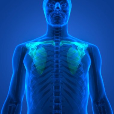 İnsan iskelet sistemi Göğüs Korsesi Eklemleri Anatomisi. Üç Boyut