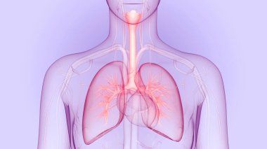 İnsan Solunum Sistemi Akciğerleri Anatomisi. Üç Boyut