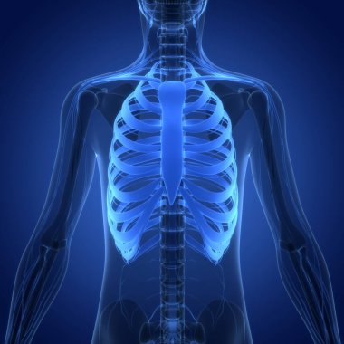 İnsan İskelet Sistemi 'nin 3 boyutlu tasviri Eklem Kemikleri Anatomisi