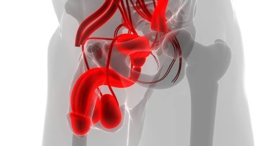 Erkek Üreme Sistemi Anatomisi. Üç Boyut