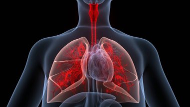 İnsan Solunum Sistemi Akciğerleri Anatomisi. Üç Boyut