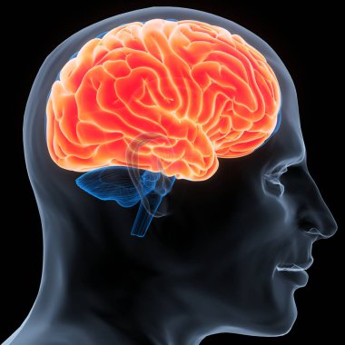 İnsan Merkezi Sinir Sistemi Beyin Anatomisi. 3d