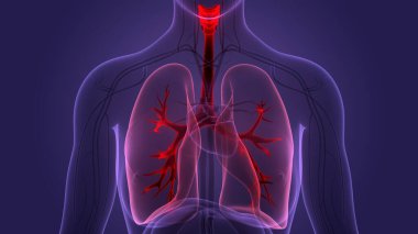 İnsan Solunum Sistemi Akciğerleri Anatomisi. Üç Boyut