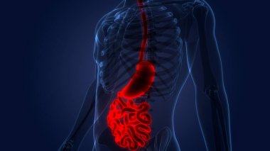 İnsan Sindirim Sistemi Anatomisi. Üç Boyut