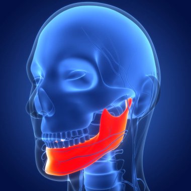 İnsan İskelet Sistemi Kafatası Kemiği Alt Çene Anatomisi. Üç Boyut