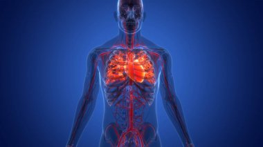 İnsan Dolaşım Sistemi Kalp Anatomisi. Üç Boyut