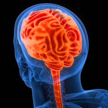 İnsan Merkezi Sinir Sistemi Beyin Anatomisi. 3d