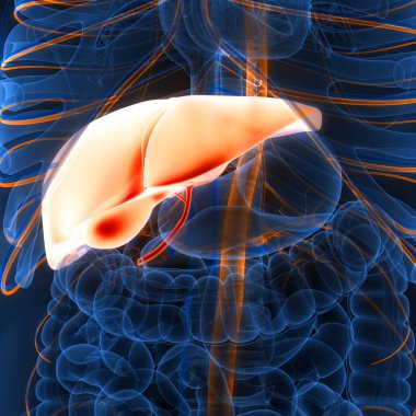 İnsan İç Sindirim Organı Anatomisi. Üç Boyut