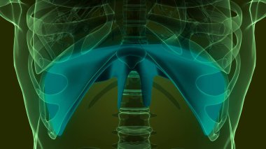 İnsan Diyaframı Anatomisi. 3B illüstrasyon 