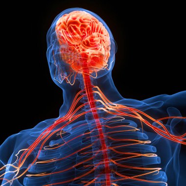 İnsan Merkezi Sinir Sistemi Beyin Anatomisi. 3d