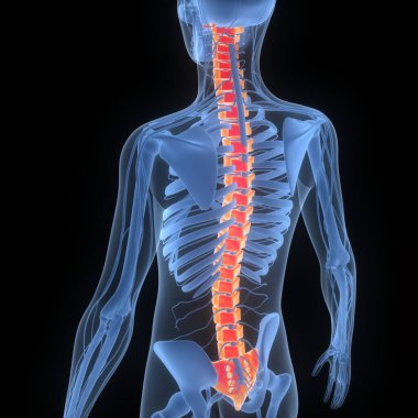 İnsan iskelet sistemi anatomisinin omurilik omurgası. Üç Boyut