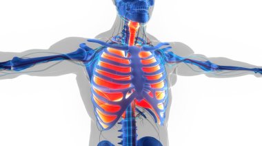 İnsan Solunum Sistemi Akciğerleri Anatomisi. Üç Boyut