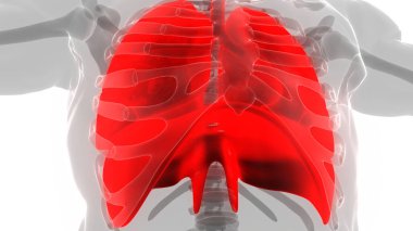 İnsan Solunum Sistemi Akciğerleri Anatomisi. Üç Boyut