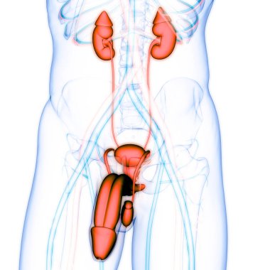Erkek Üreme Sistemi Anatomisi. Üç Boyut