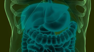 İnsan Sindirim Sistemi Anatomisi. Üç Boyut