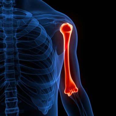 İnsan iskeleti, humerus kemikleri, eklem anatomisi. Üç Boyut