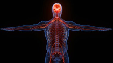 İnsan Merkezi Sinir Sistemi Beyin Anatomisi. 3d