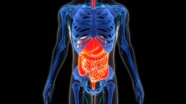 İnsan Sindirim Sistemi Anatomisi. Üç Boyut