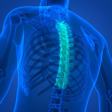 İnsan iskelet sistemi anatomisinin omurilik omurgası. Üç Boyut