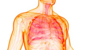 İnsan Solunum Sistemi Akciğerleri Anatomisi. Üç Boyut