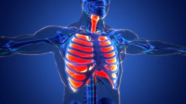 İnsan Solunum Sistemi Akciğerleri Anatomisi. Üç Boyut