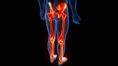 İnsan iskeleti bacak eklemi anatomisi. 3D - Görüntü