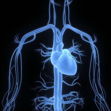 İnsan Dolaşım Sistemi Kalp Anatomisi. Üç Boyut
