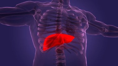 İnsan İç Sindirim Organı Anatomisi. Üç Boyut