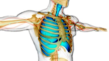 İnsan Solunum Sistemi Akciğerleri Anatomisi. Üç Boyut