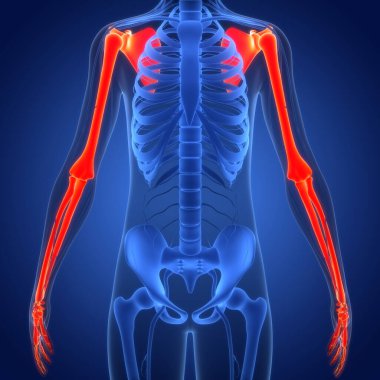 İnsan İskelet Sistemi 'nin 3 boyutlu tasviri Eklem Kemikleri Anatomisi