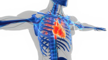 İnsan Dolaşım Sistemi Kalp Anatomisi. Üç Boyut