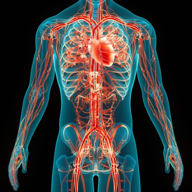İnsan Dolaşım Sistemi Kalp Anatomisi. Üç Boyut
