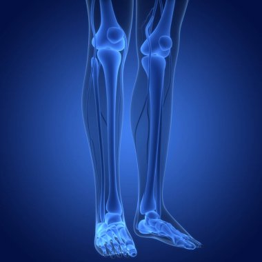 İnsan iskeleti bacak eklemi anatomisi. 3D - Görüntü