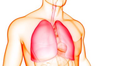 İnsan Solunum Sistemi Akciğerleri Anatomisi. Üç Boyut