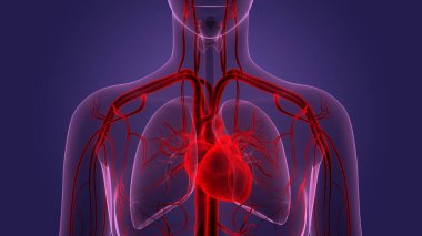 İnsan Dolaşım Sistemi Kalp Anatomisi. Üç Boyut