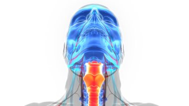 İnsan Solunum Sistemi Larinks ve Gırtlak Anatomisi. Üç Boyut